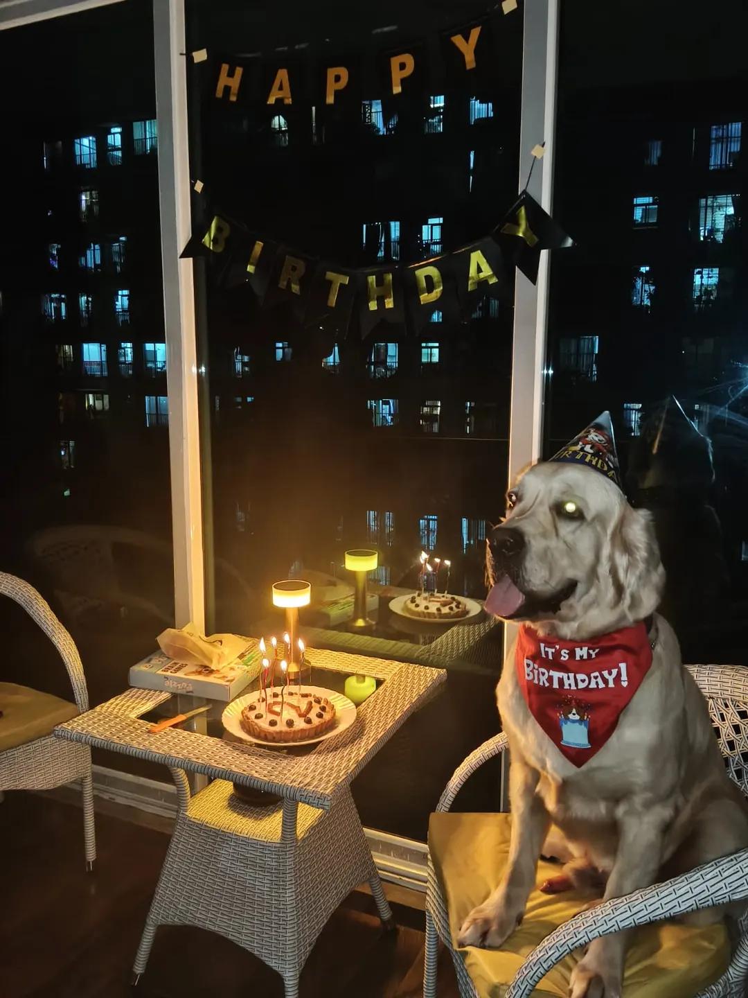 A golden retriever in a party hat and birthday bandana, sitting by a cake on a balcony at night