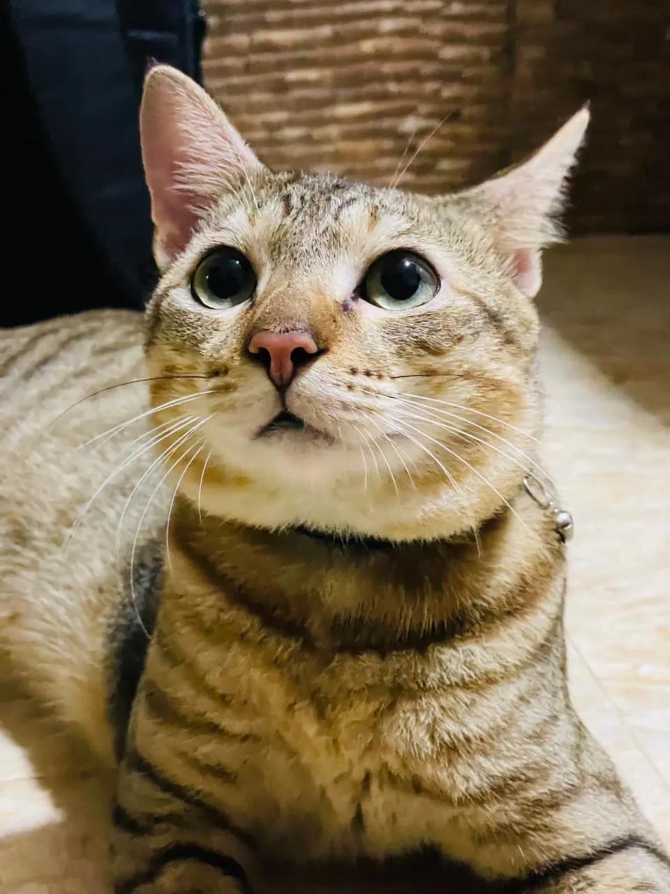 A tabby cat with green eyes looking up at the camera