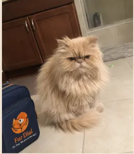 Persian Cat before its FurDial groom