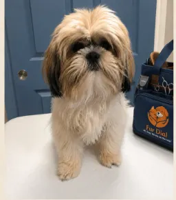 Shih Tzu before its FurDial groom